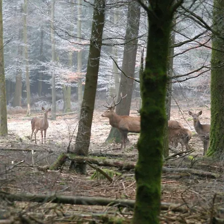 Le K D'or Pensjonat Bouillon