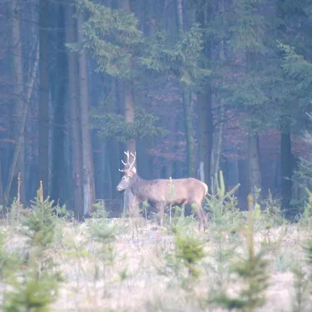 Le K D'or 3* Bouillon